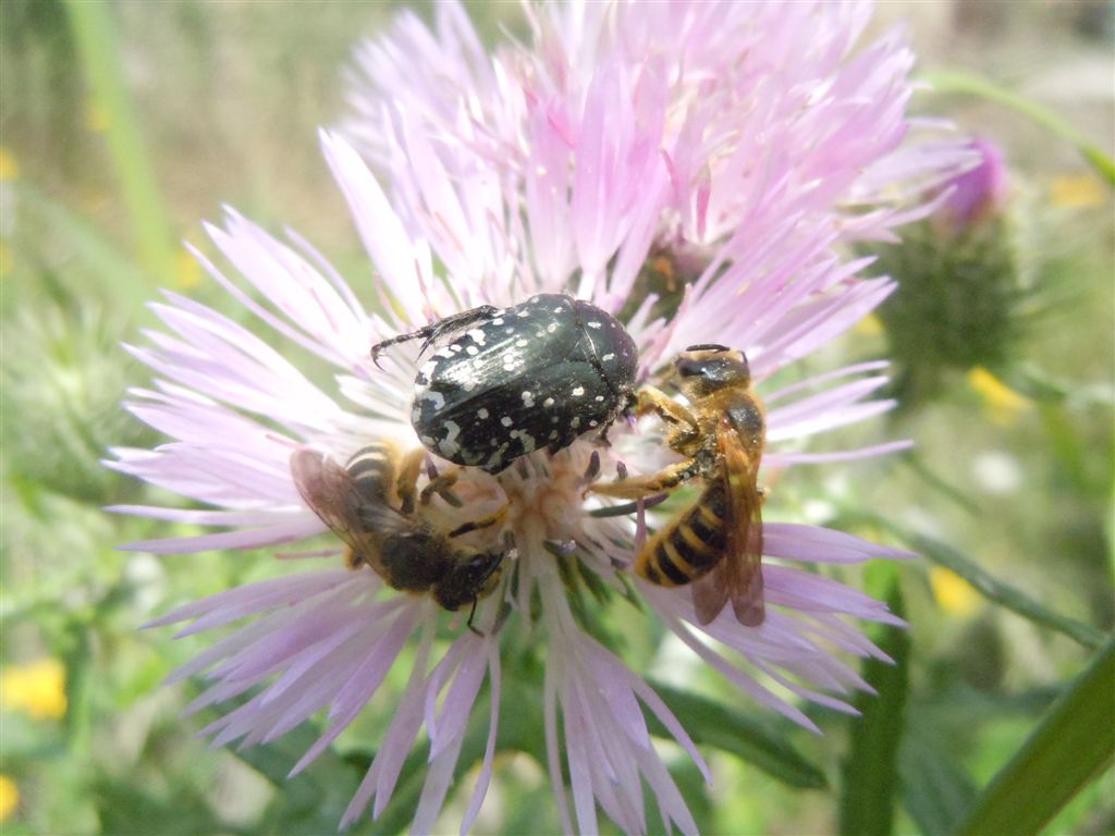 Folla al mercato dei fiori (Oxythirea e Halictidae)